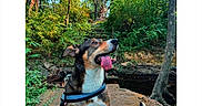 Coco joined the competition — help win amazing prizes! dog, canine, outdoor, forest, woodland, nature, trees, greenery, stream, water, rock, ledge, leash, harness, sitting, panting, tongue, happy, adventure, portrait