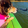 dog, canine, life_jacket, kayak, paddle, water, river, outdoor, boating, adventure, nature, sunny, blue_sky, trees, reflection, profile, animal, swimming, recreation, vibrant_colors