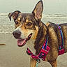 dog, beach, ocean, waves, sand, shoreline, harness, leash, pet, animal, portrait, outdoor, daylight, brown_fur, white_chest, open_mouth, tongue, upright_ears, floppy_ear, seaside