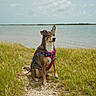 dog, canine, sitting, harness, leash, outdoors, seaside, water, shoreline, grass, nature, landscape, cloudy_sky, rocky_path, portrait, alert, brown_fur, white_chest, colorful_harness, coastal