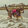 Coco joined the competition — help win amazing prizes! dog, beach, ocean, seawater, waves, foam, shoreline, running, playing, outdoors, harness, leash, colorful, brown_fur, pointed_ears, open_mouth, happy, action_shot, coast, seaside