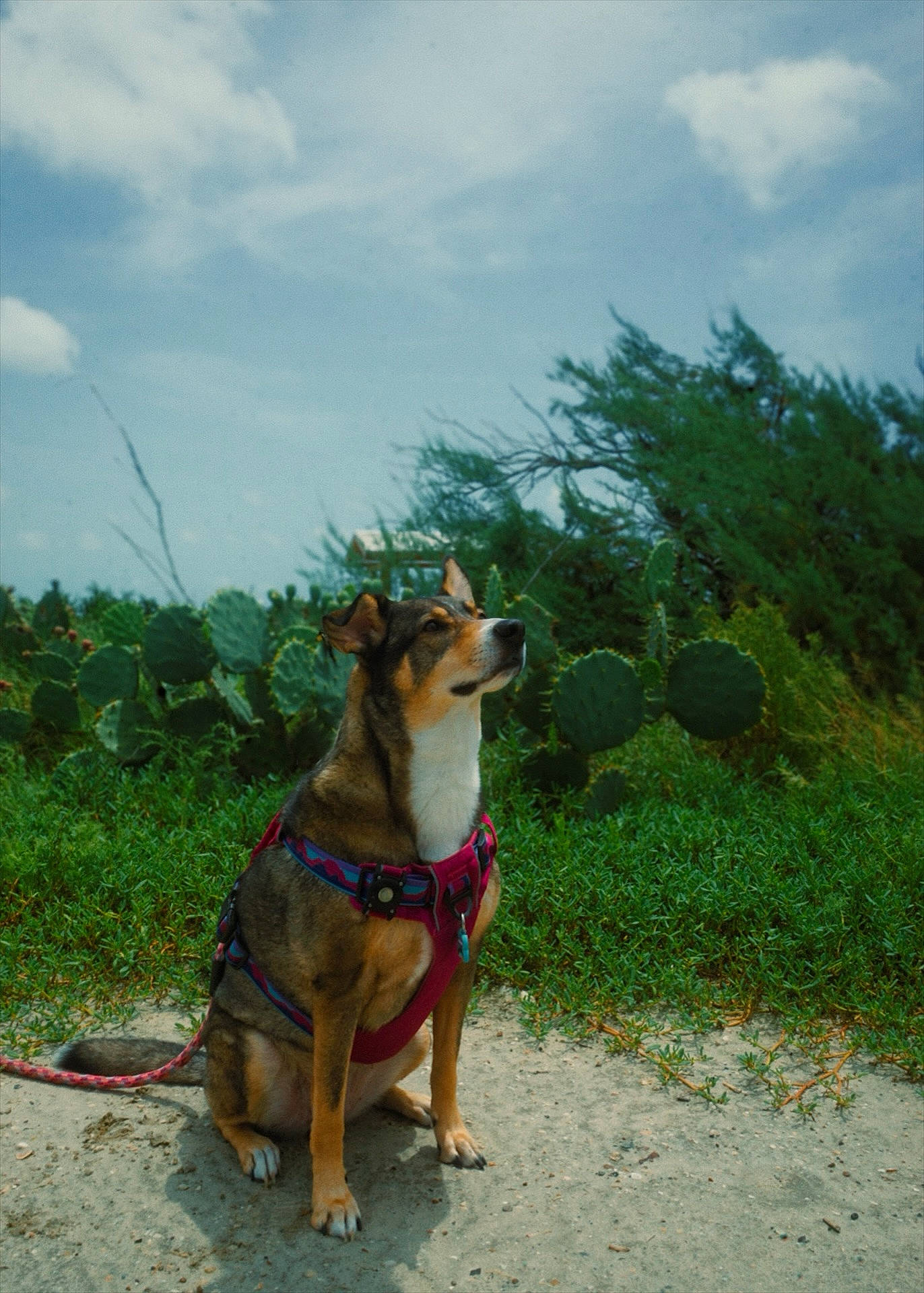 Coco