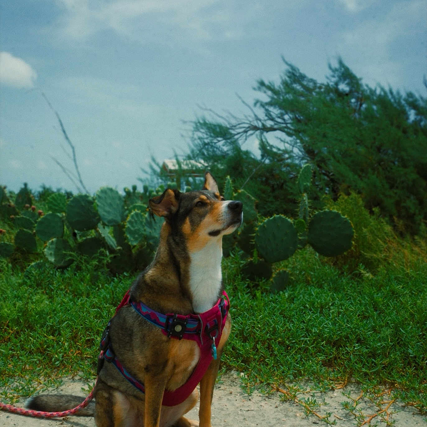 Coco
