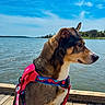 Coco is registered to the contest to win money with this photo: dog, canine, harness, leash, waterfront, lake, dock, pier, outdoors, sunny, sky, clouds, shoreline, water, portrait, profile, standing, alert, brown_fur, red_harness