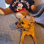 Chiwini is registered to the contest to win money with this photo: dog, small_dog, brown_dog, toy, teddy_bear, blanket, indoor, pet, animal, fur, collar, resting, cute, cozy, fabric, soft_toy, smiling, side_view, home, comfort