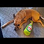 dog, tan_dog, lying_down, blanket, plush_toy, green_toy, beer_bottle_toy, indoor, pet, animal, resting, cute, canine, relaxed, furry_pet, bedspread, cozy, companion, playful, toy