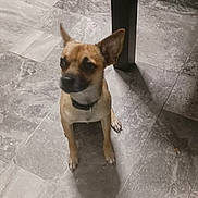 Hunt Pup is registered to the contest to win money with this photo: animal, brown_dog, canine, collar, companion, curious, dog, domestic_animal, ears, floor, floor_tile, fur, indoor, looking_away, pet, shadow, sitting, small_dog, table_leg, tile_floor