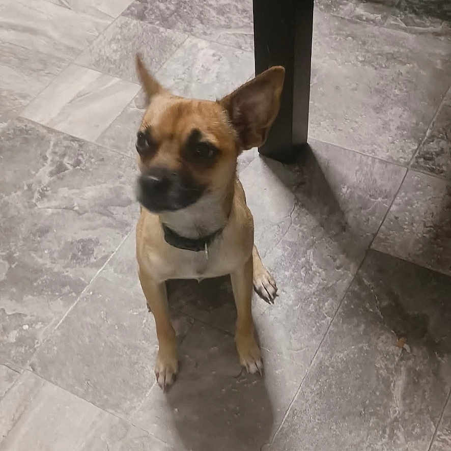 Hunt Pup is registered to the contest to win money with this photo: animal, brown_dog, canine, collar, companion, curious, dog, domestic_animal, ears, floor, floor_tile, fur, indoor, looking_away, pet, shadow, sitting, small_dog, table_leg, tile_floor