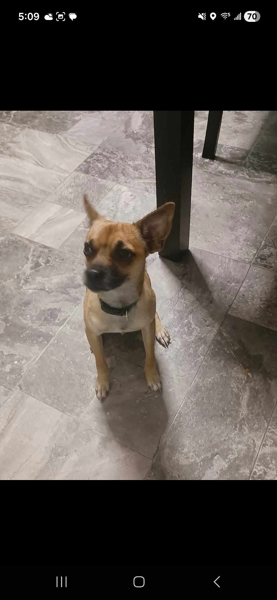 Hunt Pup is registered to the contest to win money with this photo: animal, brown_dog, canine, collar, companion, curious, dog, domestic_animal, ears, floor, floor_tile, fur, indoor, looking_away, pet, shadow, sitting, small_dog, table_leg, tile_floor