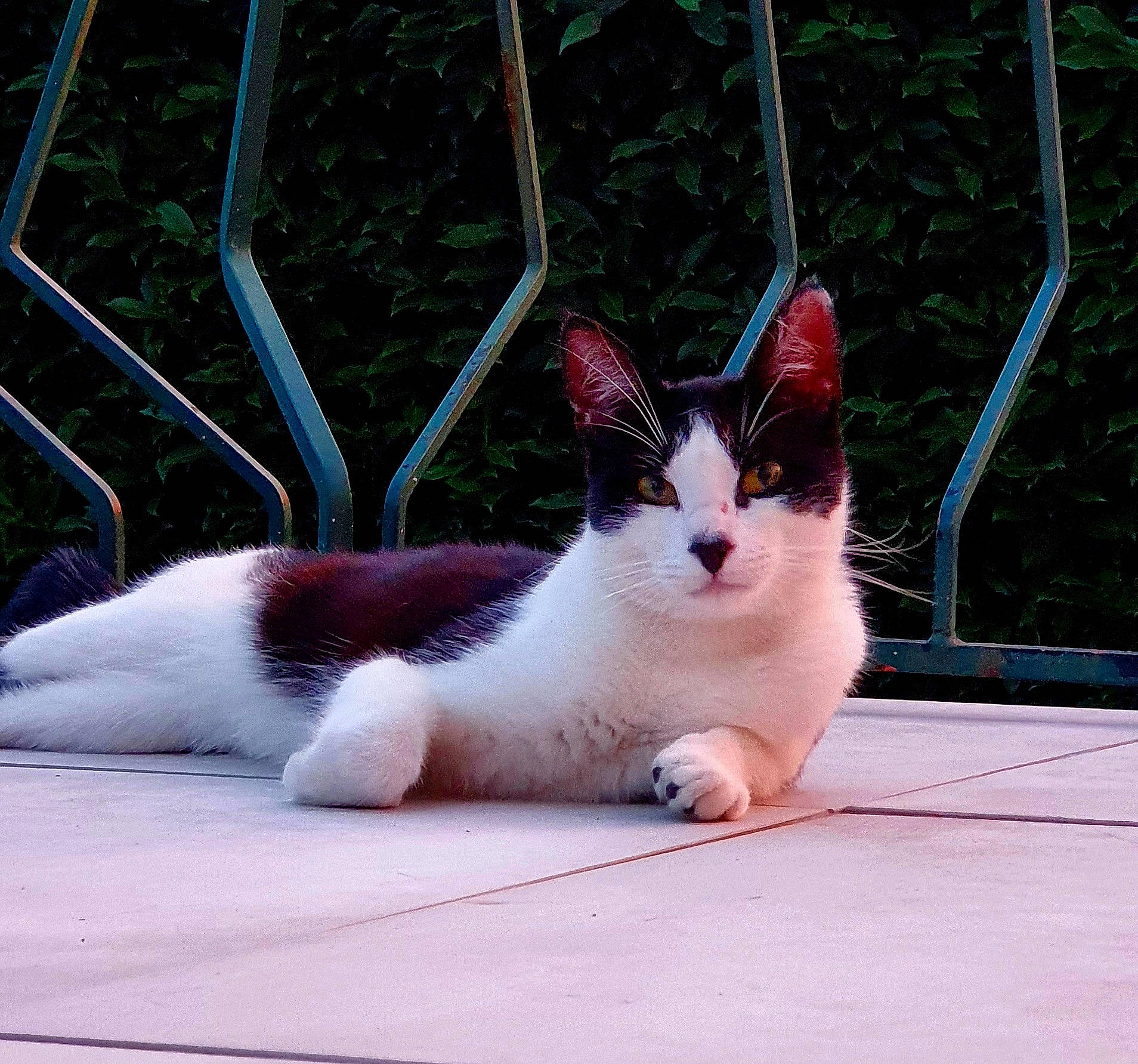 Poupette participe au concours pour gagner de l'argent avec cette photo : carnivore, cat, comfort, domestic_short_haired_cat, eye, felidae, foot, fur, grass, lap, mesh, paw, pet_supply, plant, sitting, small_to_medium_sized_cats, snout, tail, whiskers