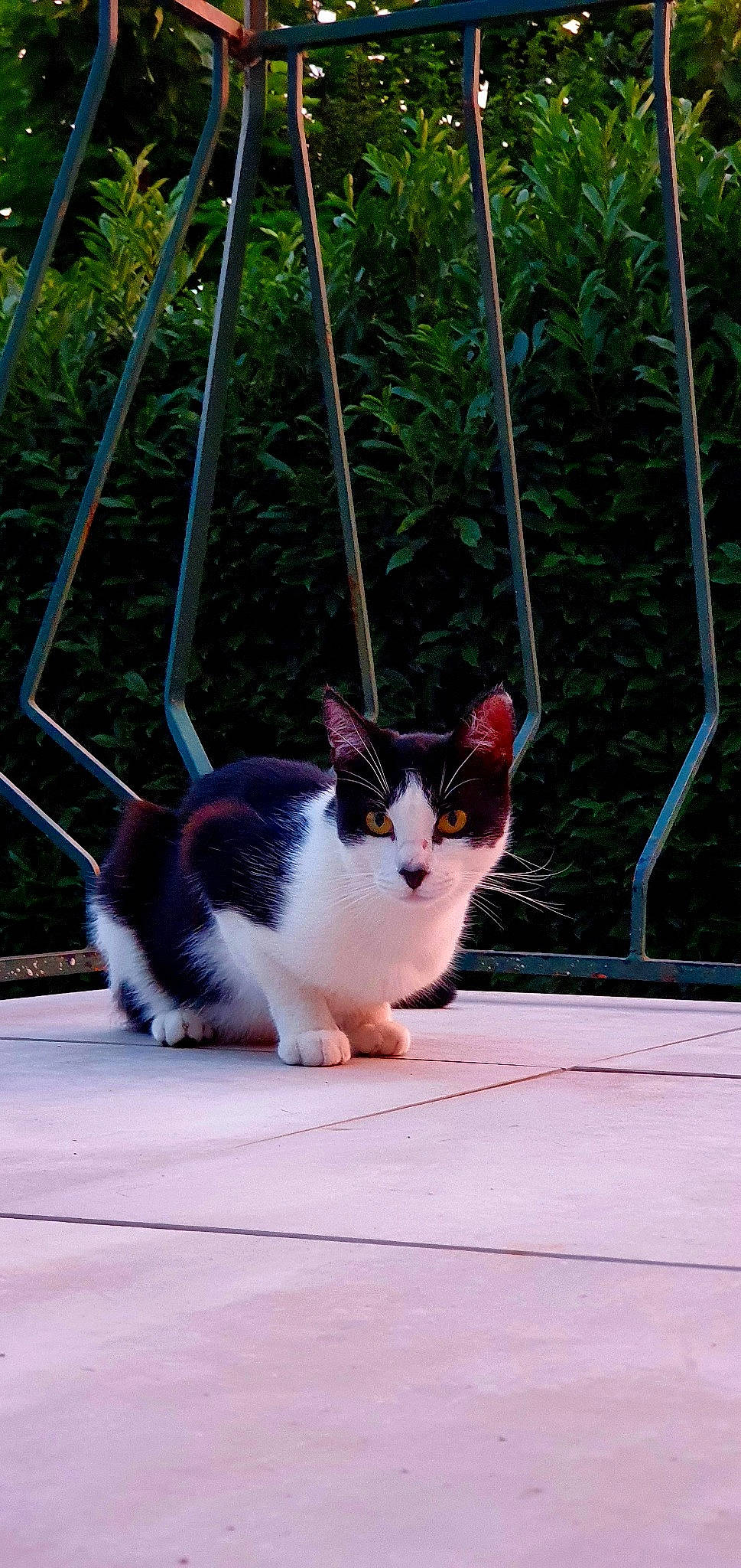 Poupette participe au concours pour gagner de l'argent avec cette photo : carnivore, cat, collar, domestic_short_haired_cat, eye, felidae, fur, grass, line, plant, sitting, small_to_medium_sized_cats, snout, tail, tree, whiskers