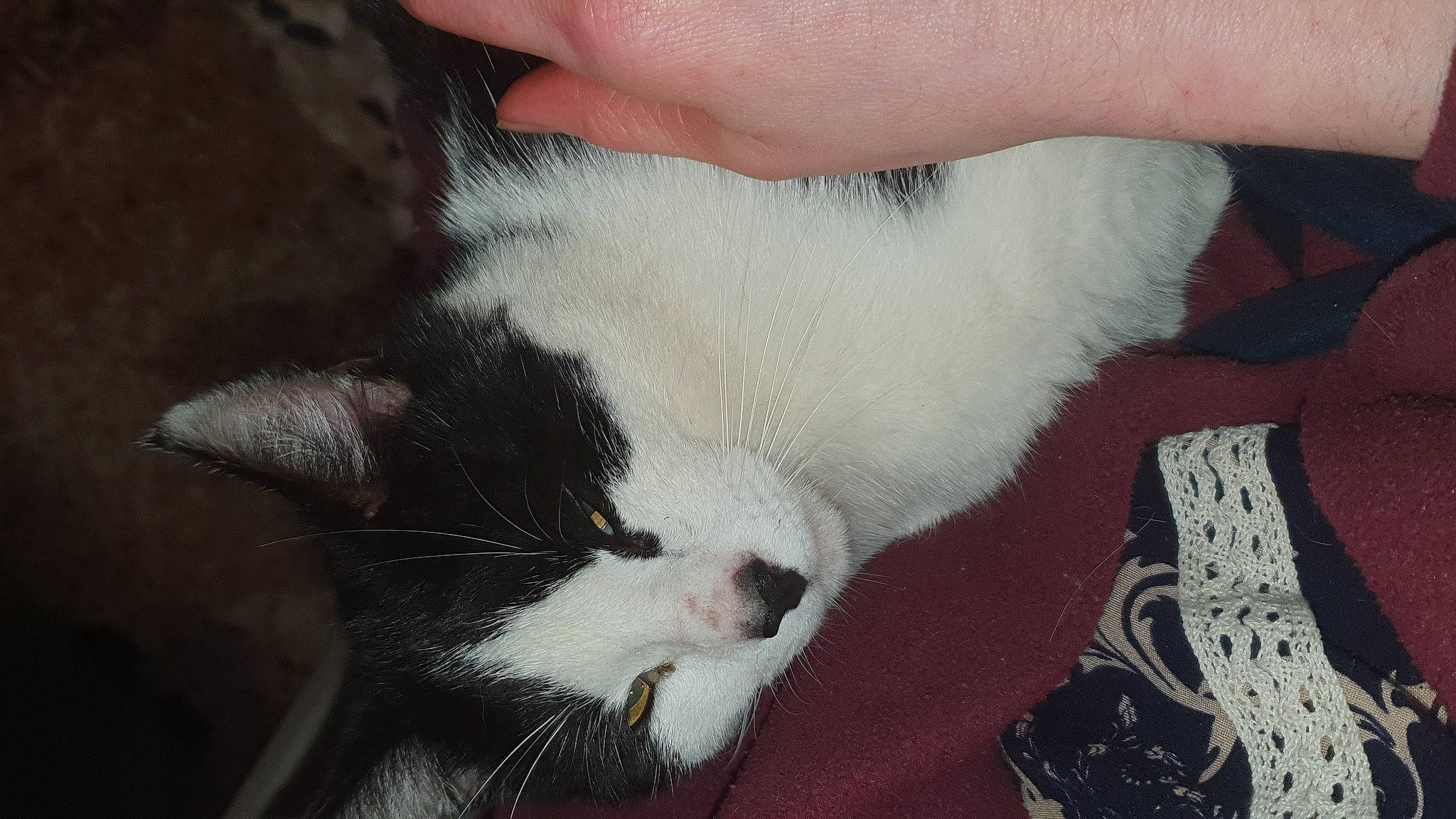 Poupette a rejoint le concours — aidez-le/la à gagner de superbes lots ! carnivore, cat, claw, comfort, domestic_short_haired_cat, felidae, fur, hand, nail, nap, paw, small_to_medium_sized_cats, snout, tail, terrestrial_animal, thumb, whiskers