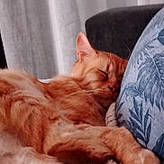 Zenos participe au concours pour gagner de l'argent avec cette photo : cat, orange_cat, sleeping, cozy, indoor, pillow, fur, whiskers, closeup, pet, resting, cute, animal, relaxation, soft, domestic_cat, feline, nap, comfort, home