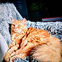 cat, orange_cat, fluffy, pet, animal, indoor, blanket, soft_texture, relaxed, sunlight, cozy, feline, fur, resting, home, plant, book, comfort, closeup, adorable