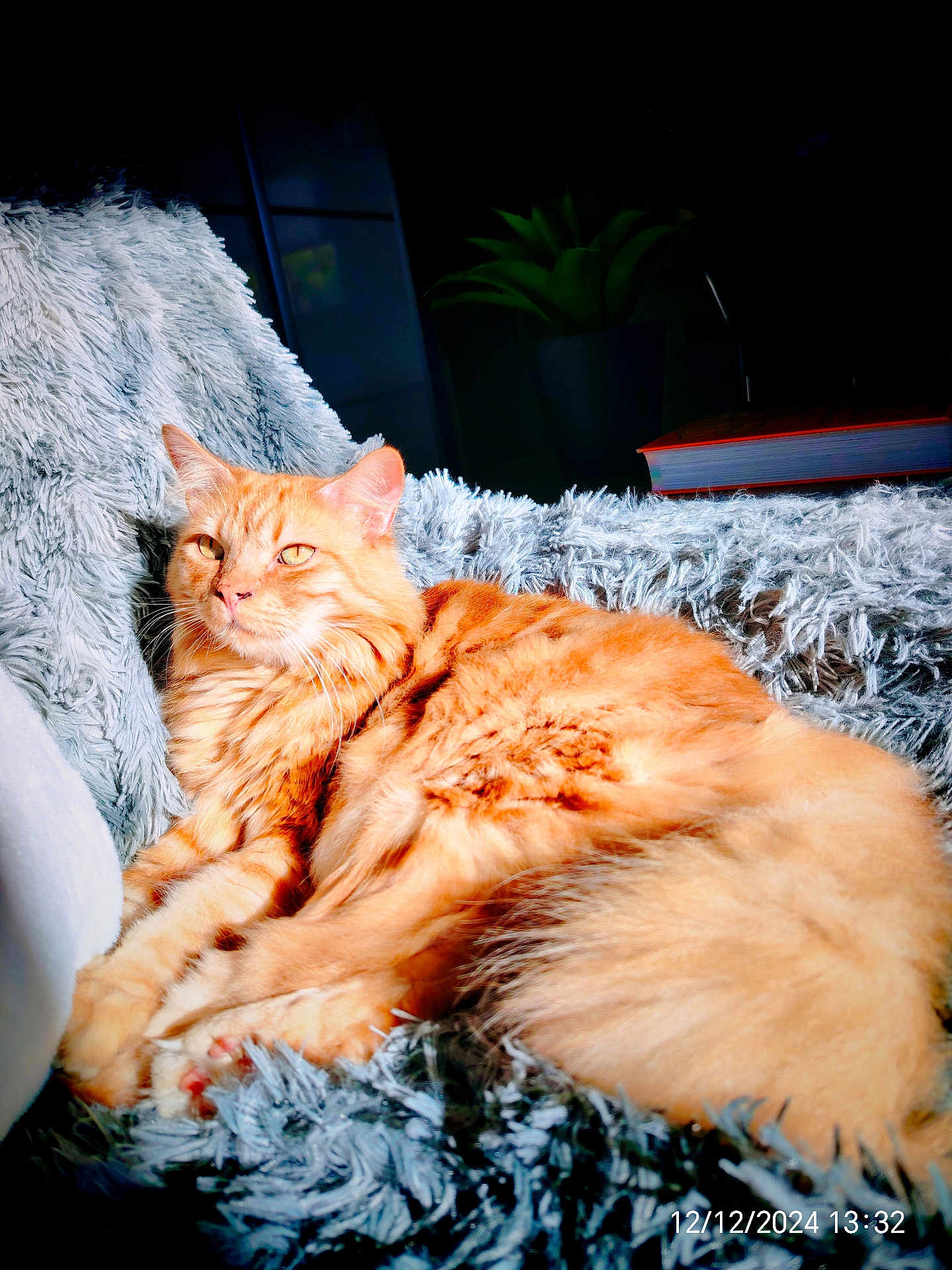 Zenos participe au concours pour gagner de l'argent avec cette photo : cat, orange_cat, fluffy, pet, animal, indoor, blanket, soft_texture, relaxed, sunlight, cozy, feline, fur, resting, home, plant, book, comfort, closeup, adorable