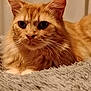 Zenos participe au concours pour gagner de l'argent avec cette photo : cat, ginger_cat, fluffy, indoor, pet, animal, feline, close_up, resting, blanket, cozy, fur, whiskers, ears, portrait, mammal, cute, domestic_animal, relaxed, soft