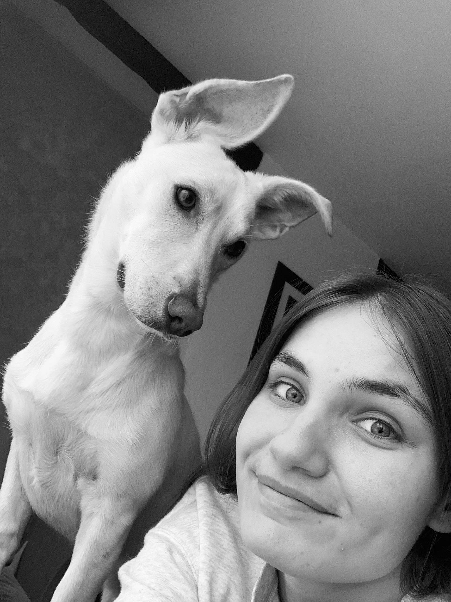 Jack participe au concours pour gagner de l'argent avec cette photo : black_and_white, carnivore, companion_dog, dog, dog_breed, ear, eye, fawn, flash_photography, gesture, happy, jaw, monochrome, monochrome_photography, nose, snout, style, whiskers, white, working_animal