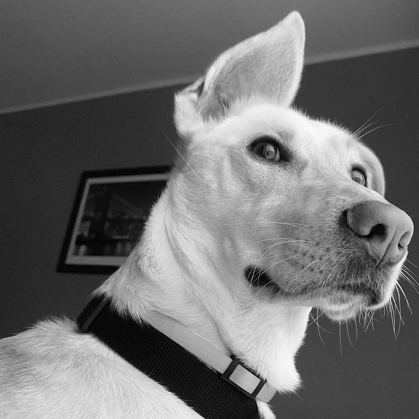 Jack