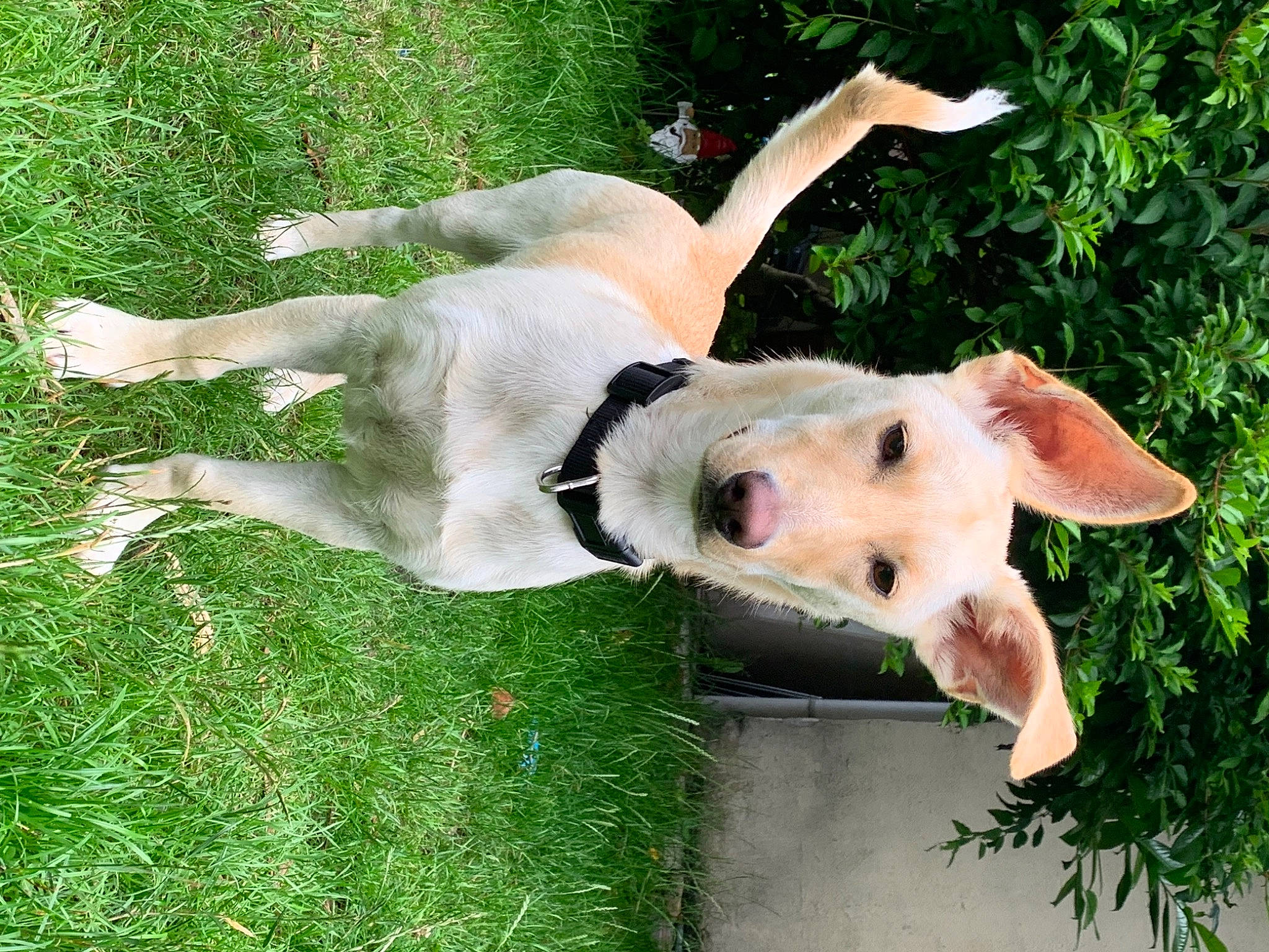 Jack participe au concours pour gagner de l'argent avec cette photo : art, canidae, carnivore, companion_dog, dog, dog_breed, fawn, fur, grass, grass_family, guard_dog, lawn, paw, plant, snout, sporting_group, tail, terrestrial_animal, vertebrate, working_animal