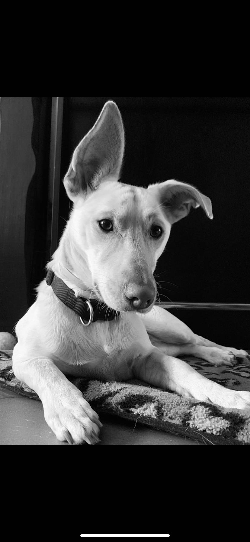 Jack participe au concours pour gagner de l'argent avec cette photo : black_and_white, canidae, carnivore, companion_dog, dog, dog_breed, ear, fawn, foot, monochrome, monochrome_photography, paw, snout, sporting_group, still_life_photography, stock_photography, style, whiskers, white, working_animal