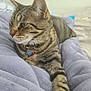 cat, tabby_cat, pet, collar, name_tag, bell, blanket, bed, lounging, paw, whiskers, ear, fur, stripes, indoor, cozy, closeup, resting, portrait, soft_texture