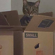 Milo is registered to the contest to win money with this photo: cat, tabby_cat, cardboard_box, box, small_label, pet, indoor, feline, ears, eyes, whiskers, sitting, peeking, stacked_boxes, home_interior, wall, dim_lighting, brown, fur, portrait