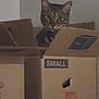 cat, tabby_cat, cardboard_box, box, small_label, pet, indoor, feline, ears, eyes, whiskers, sitting, peeking, stacked_boxes, home_interior, wall, dim_lighting, brown, fur, portrait