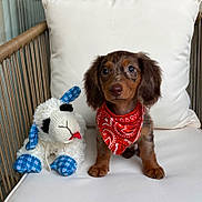 Spooky is registered to the contest to win money with this photo: animal, bandana, brown_fur, cushion, cute, dachshund, dog, floppy_ears, indoor, long_hair, pet, pillow, plush_toy, portrait, puppy, red_bandana, sheep_toy, sitting, wicker_chair, wide_eyes