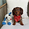 animal, bandana, brown_fur, cushion, cute, dachshund, dog, floppy_ears, indoor, long_hair, pet, pillow, plush_toy, portrait, puppy, red_bandana, sheep_toy, sitting, wicker_chair, wide_eyes