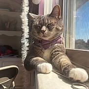 Milkshakes is registered to the contest to win money with this photo: cat, tabby, bow_tie, indoor, windowsill, sunlight, paws, stretching, relaxed, pet, feline, fur, whiskers, cozy, home, window, screen, chair, desk, scratching_post