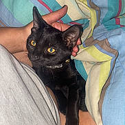 Gemini is registered to the contest to win money with this photo: black_cat, cat, pet, animal, person, hand, bed, blanket, striped_blanket, yellow_eyes, indoor, cozy, resting, fur, collar, domestic_cat, cute, comfort, relaxation, close_up