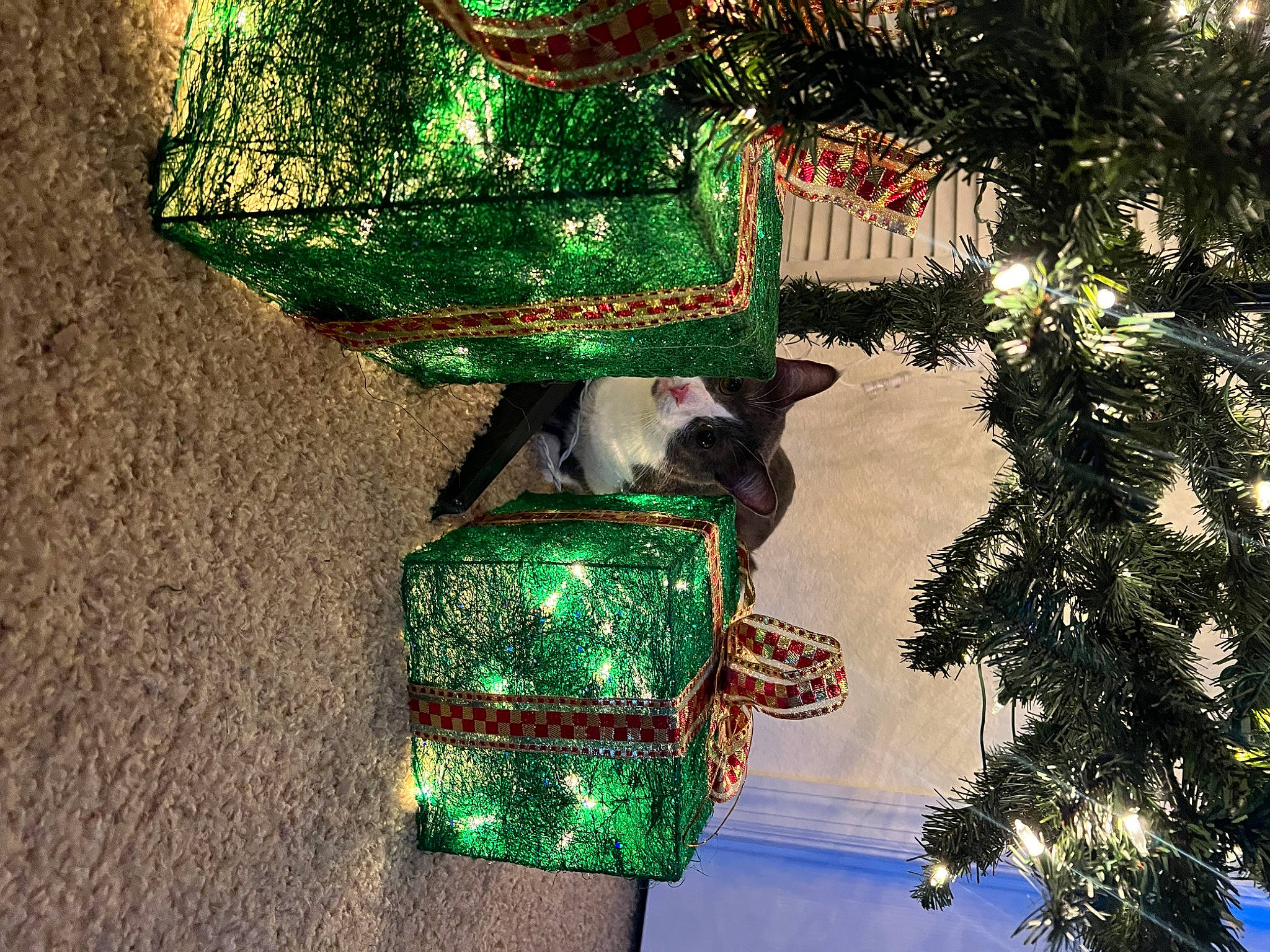 Mushu is registered to the contest to win money with this photo: art, christmas, christmas_decoration, christmas_ornament, christmas_tree, conifer, event, evergreen, green, holiday, holiday_ornament, interior_design, light, nature, ornament, plant, street_light, tradition, tree, wood