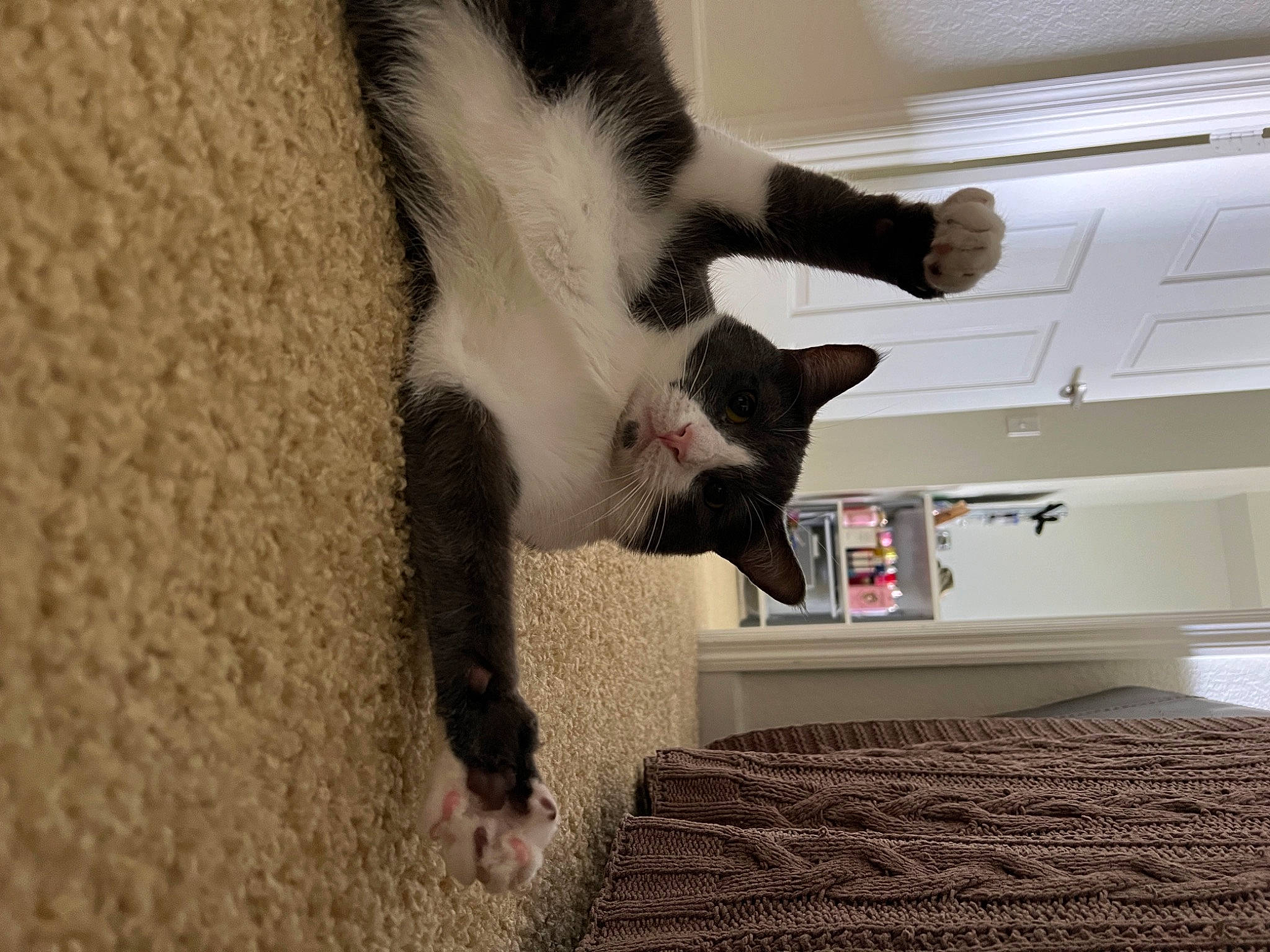 Mushu joined the competition — help win amazing prizes! beard, canidae, carnivore, cat, claw, comfort, dog_breed, domestic_short_haired_cat, felidae, flooring, fur, paw, room, small_to_medium_sized_cats, snout, tail, whiskers, window, wood