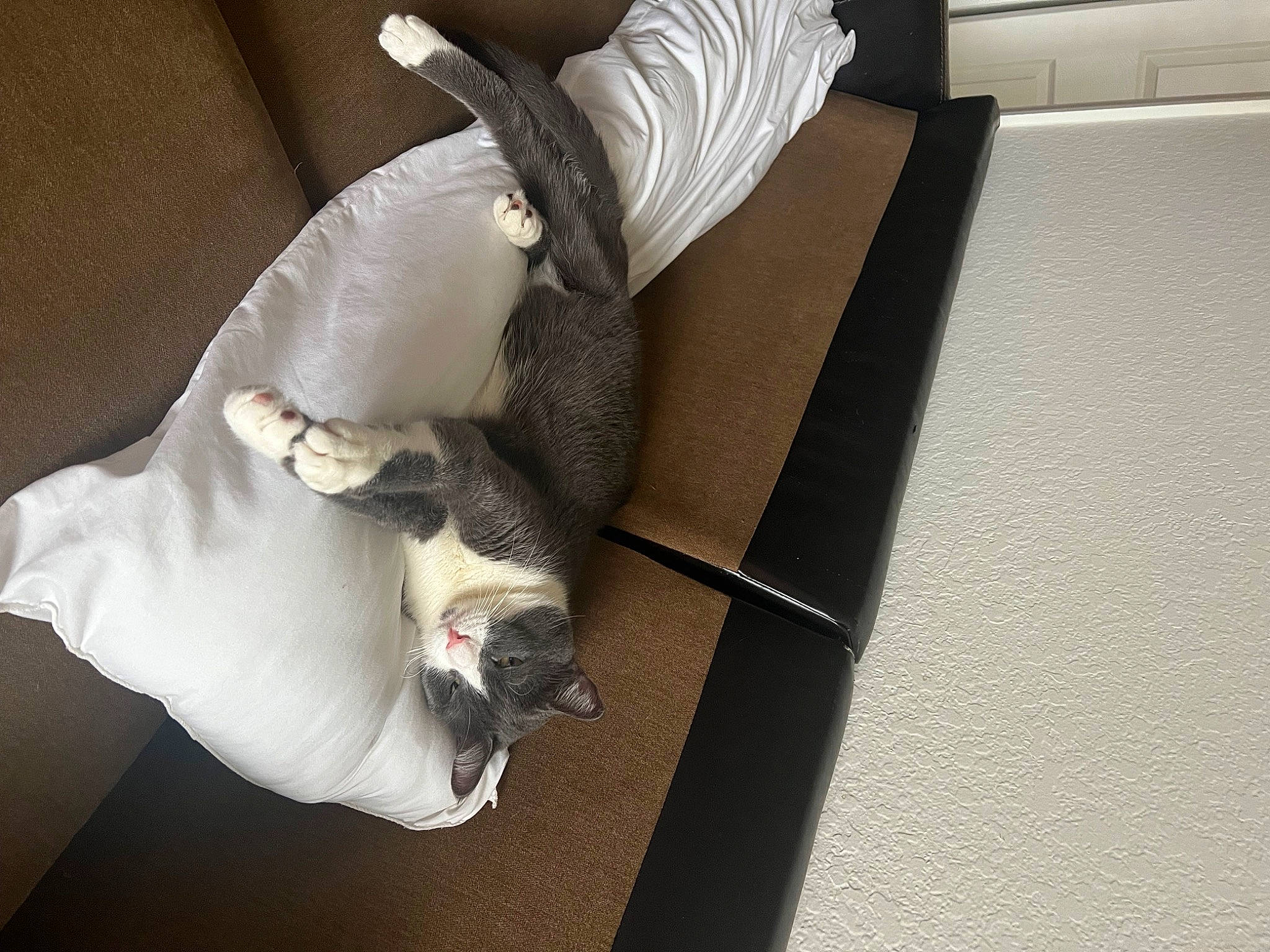 Mushu is registered to the contest to win money with this photo: bedding, carnivore, cat, comfort, companion_dog, couch, domestic_short_haired_cat, felidae, flooring, fur, grey, hardwood, linens, nap, rectangle, room, small_to_medium_sized_cats, tail, whiskers, wood