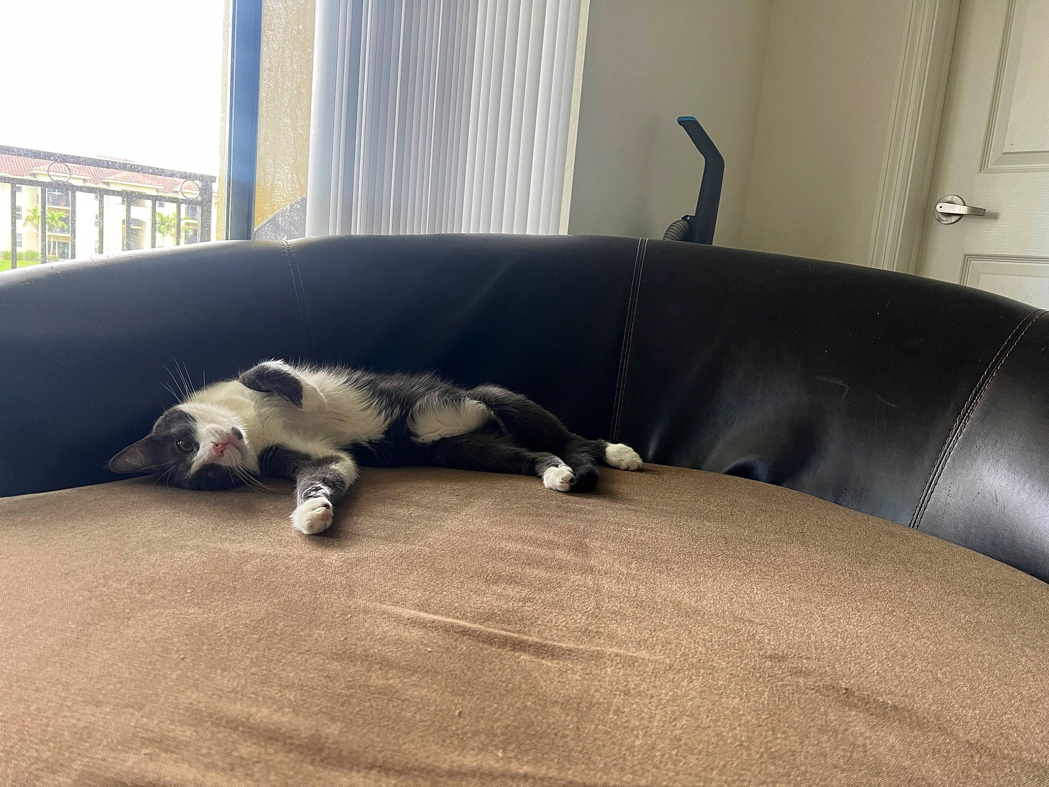 Mushu is registered to the contest to win money with this photo: building, carnivore, comfort, companion_dog, couch, dog, dog_breed, fawn, felidae, flooring, grey, hardwood, shade, snout, sporting_group, tail, tints_and_shades, whiskers, window, wood