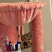 Nala is registered to the contest to win money with this photo: cat, cat_tree, cozy, desk, doorframe, eyes, fur, indoor, mouth_open, mug, pen_holder, pens, pink, plush, portrait, surprised, tabby_cat, wall, water_bottle, yawning