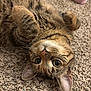 cat, tabby_cat, pet, indoor, carpet, close_up, portrait, whiskers, ears, paws, cute, playful, fur, big_eyes, lying_on_back, relaxed, domestic_animal, floor, toy_piece, feline
