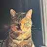 Nala joined the competition — help win amazing prizes! adorable, calm, cat, close_up, domestic_cat, ears, feline, fur, green_eyes, indoor, looking_at_camera, pet, portrait, shadow, sitting, stripes, sunlight, tabby_cat, whiskers, window_light