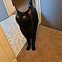 black_cat, cat, indoor, carpet, tiled_floor, doorway, alert, pet, animal, feline, curious, yellow_eyes, tail_up, whiskers, domestic_cat, standing, looking_up, home_interior, quiet, close_up