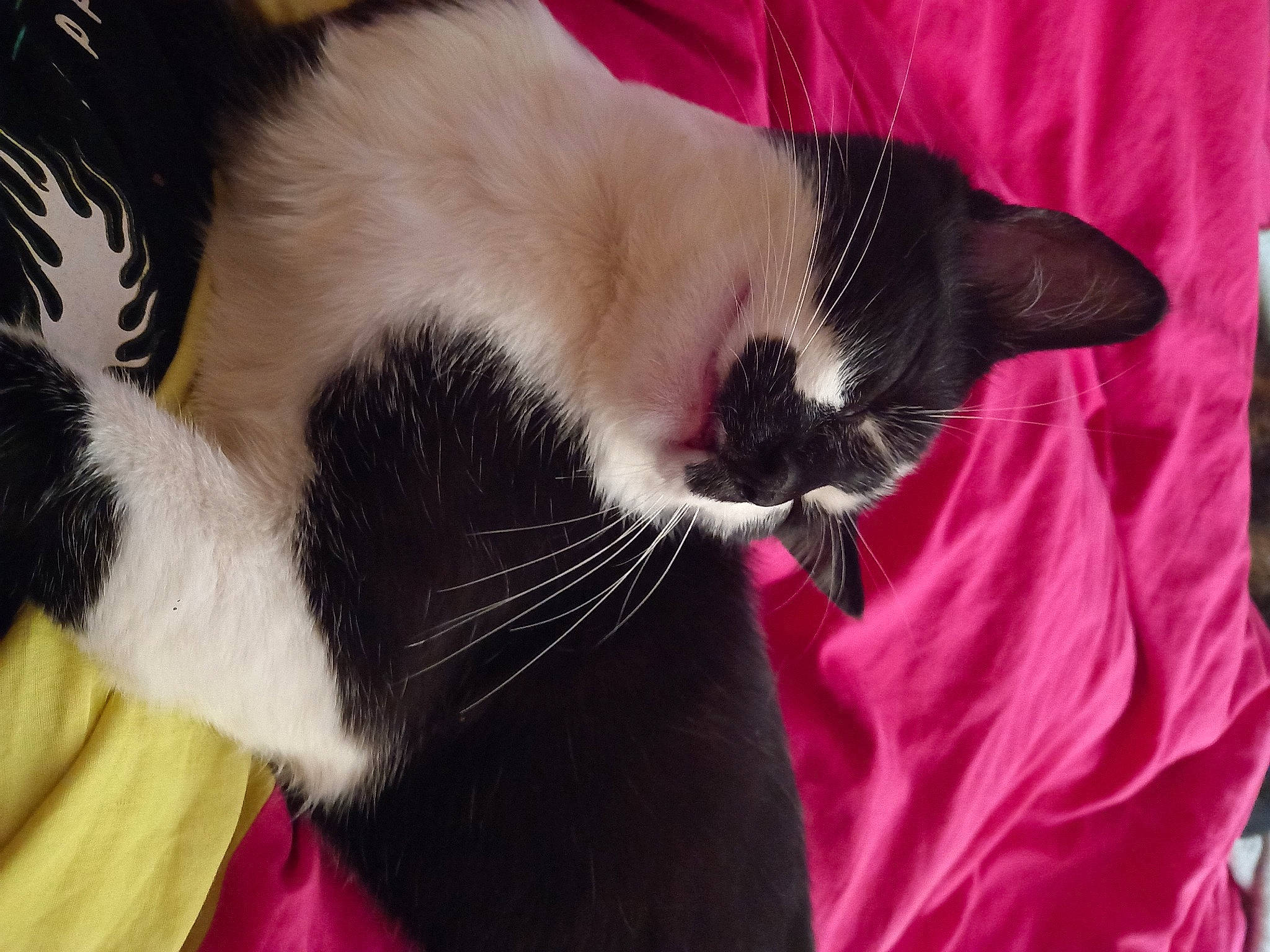 Figaro