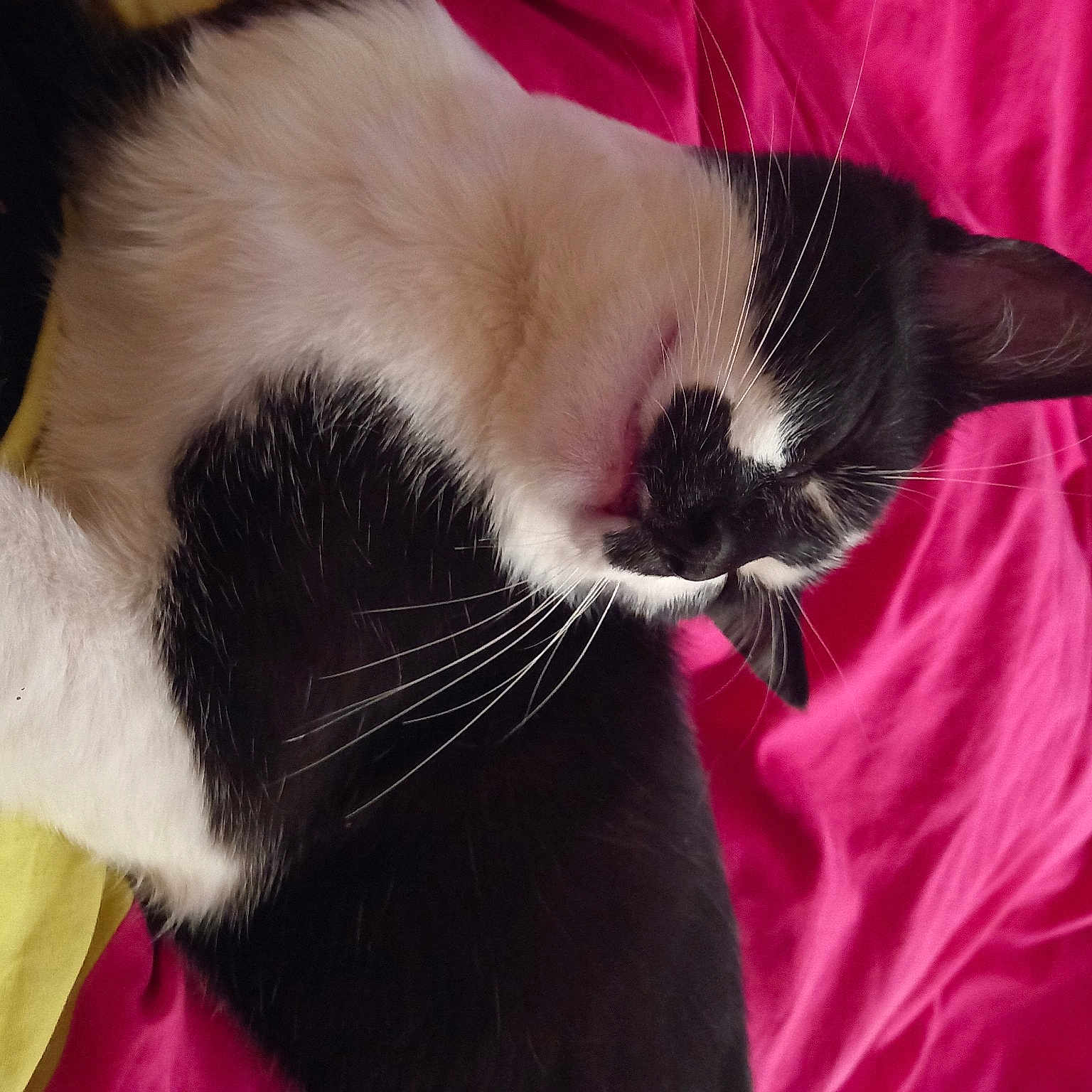Figaro