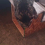 Blue joined the competition — help win amazing prizes! cat, tabby_cat, carpet, cat_perch, wood, carpeted_surface, indoor, furniture, pet, animal, looking_down, resting, brown, striped, ears, whiskers, floor, bed, sheet, cozy