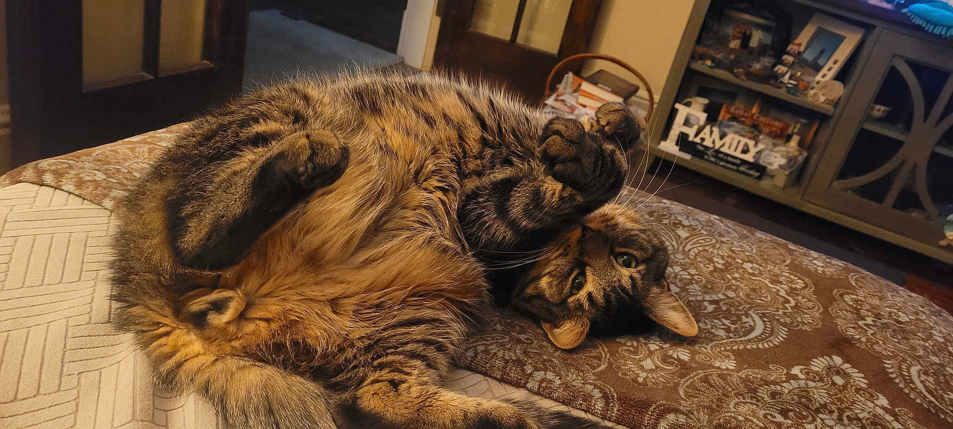 Blue is registered to the contest to win money with this photo: cat, tabby_cat, feline, pet, indoor, blanket, patterned_blanket, fur, whiskers, paws, relaxed, playful, home, cabinet, decor, family_sign, cozy, resting, animal, cute