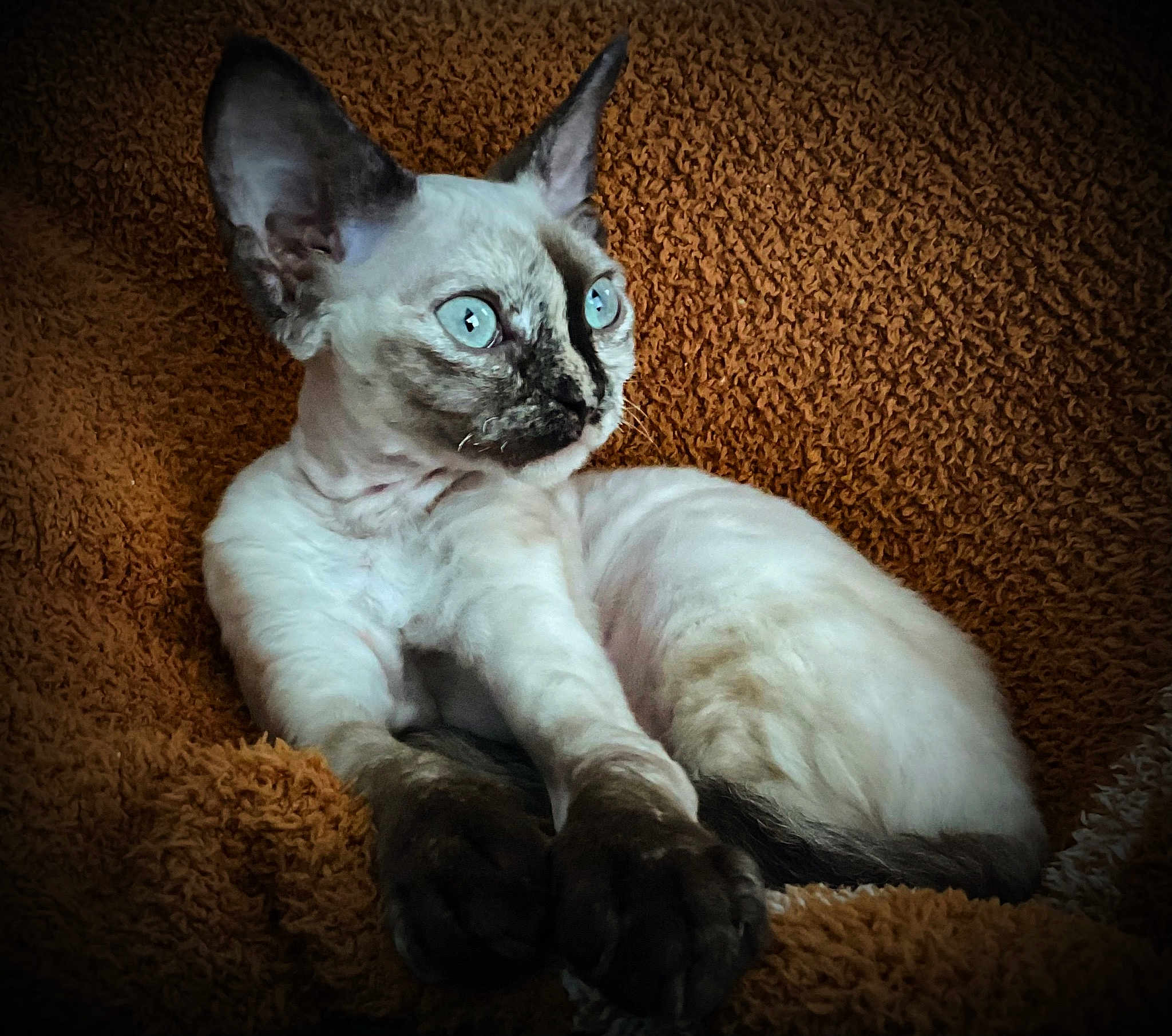 Stella