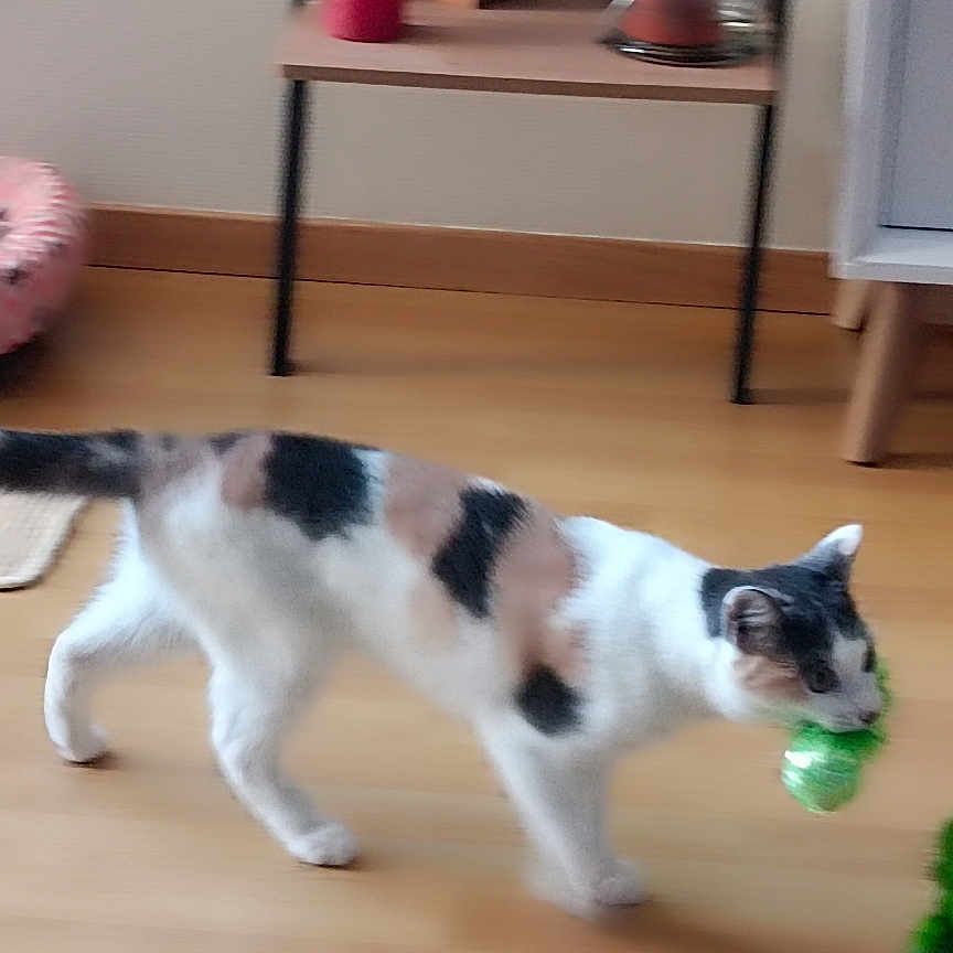 Ully a rejoint le concours — aidez-le/la à gagner de superbes lots ! animal, architecture, baby, building, cat, couch, flower, furniture, hardwood, indoors, interiordesign, livingroom, person, pet, plant, plywood, pottedplant, room, shelf, wood