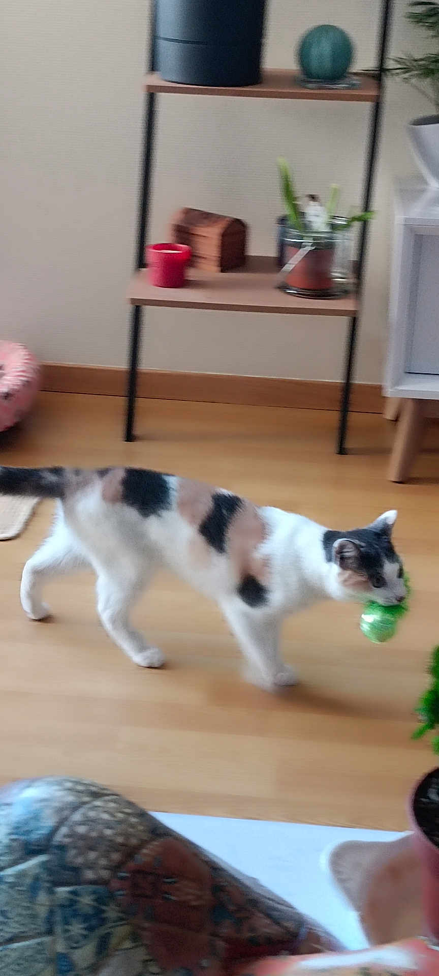 Ully a rejoint le concours — aidez-le/la à gagner de superbes lots ! animal, architecture, baby, building, cat, couch, flower, furniture, hardwood, indoors, interiordesign, livingroom, person, pet, plant, plywood, pottedplant, room, shelf, wood