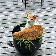 Pazzo joined the competition — help win amazing prizes! animal, black_planter, cat, chair_legs, cozy, curious, daylight, fur, grass, green, nature, orange_cat, outdoor, pet, plant, planter, relaxed, sitting, white_cat, wooden_deck