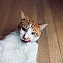animal, cat, closeup, curious, cute, domestic_animal, feline, fur, indoor, lying_down, mammal, orange_and_white, pet, playful, portrait, relaxed, soft_focus, tongue_out, whiskers, wooden_floor