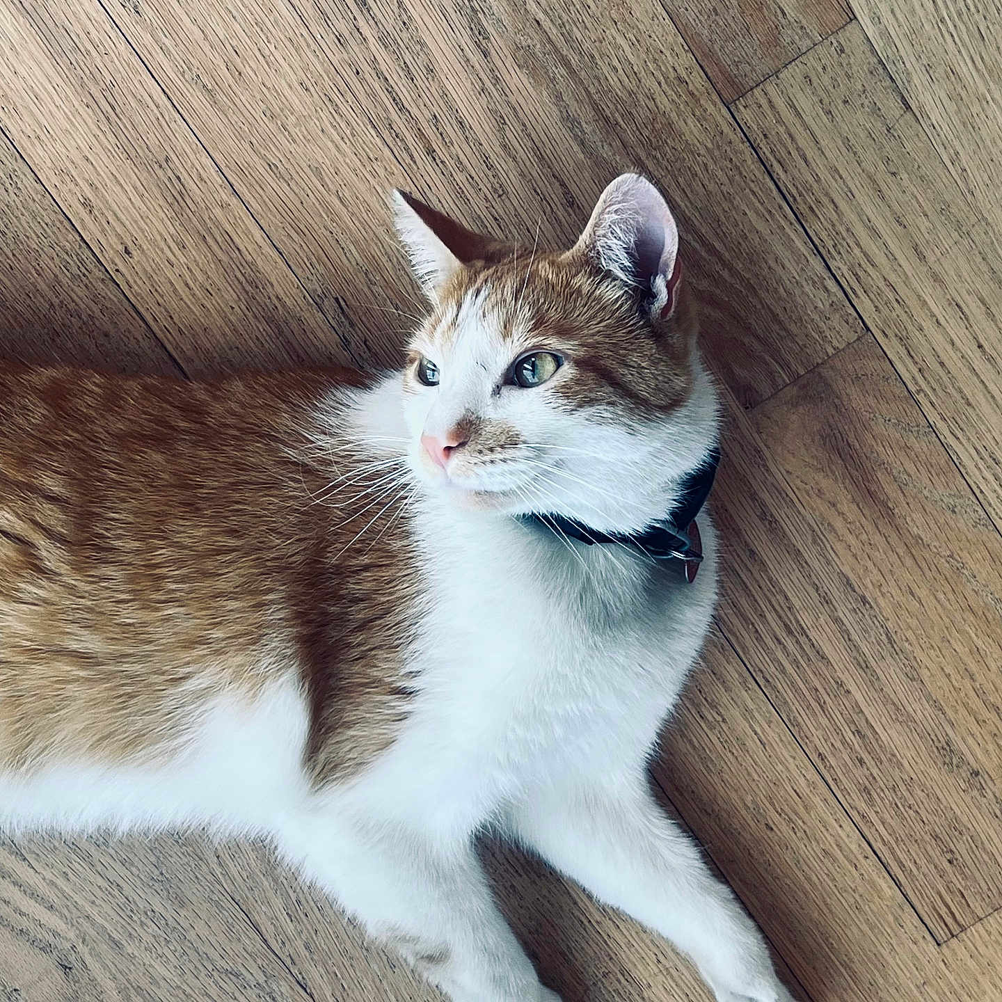 Pazzo is registered to the contest to win money with this photo: animal, calm, cat, close_up, collar, domestic_animal, ears, feline, fur, household, indoor, looking_away, lying_down, orange_cat, pet, quiet, relaxed, whiskers, white_cat, wooden_floor