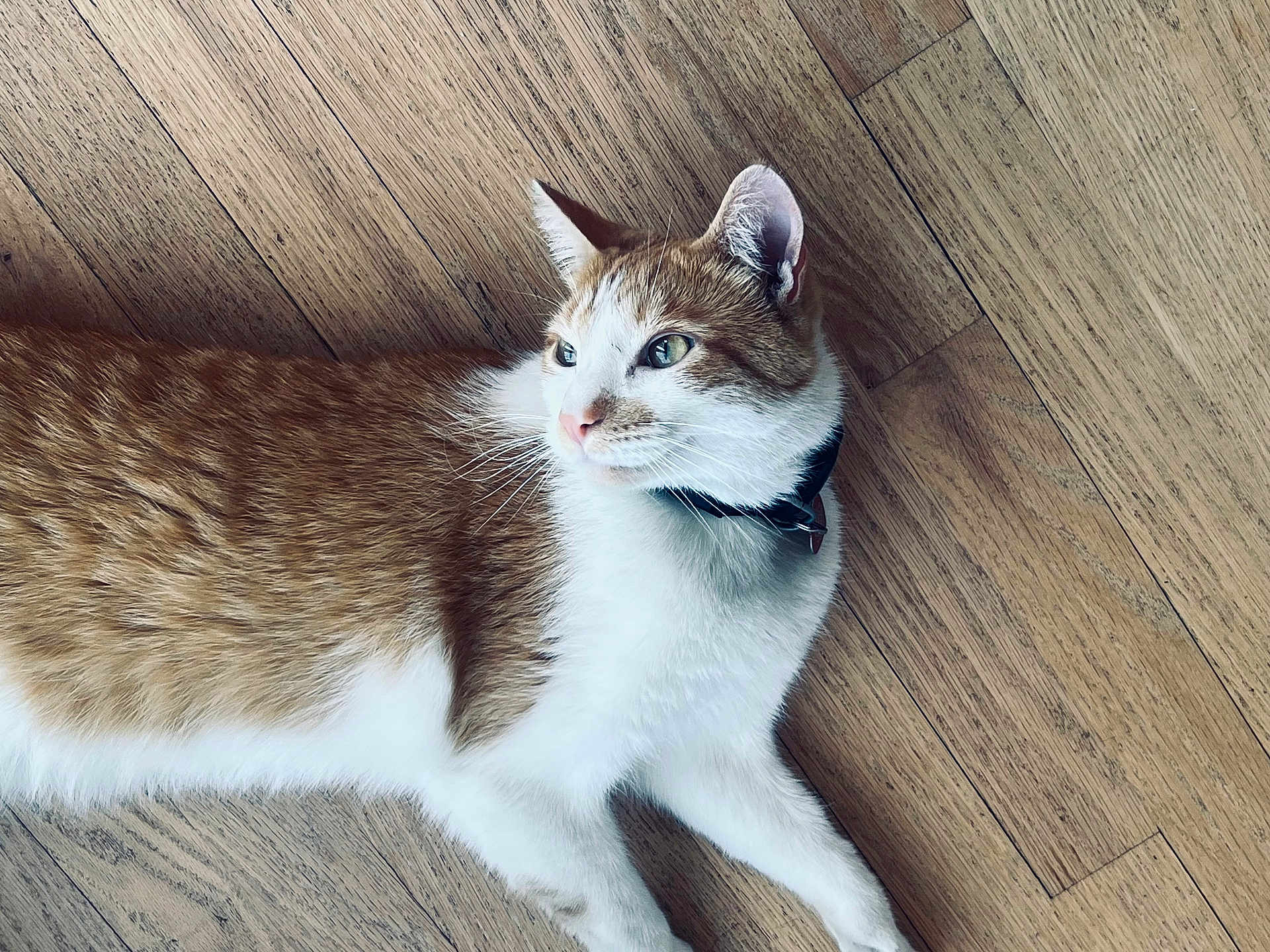 Pazzo is registered to the contest to win money with this photo: animal, calm, cat, close_up, collar, domestic_animal, ears, feline, fur, household, indoor, looking_away, lying_down, orange_cat, pet, quiet, relaxed, whiskers, white_cat, wooden_floor